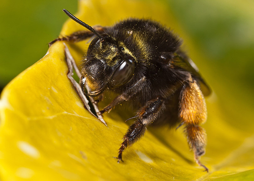 Female - resting on a leaf.