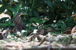 Bare-throated Tiger-He...