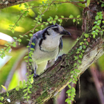 White-throated Magpie-Jay, Arenal, Costa Rica