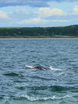 Dolphin tossing fish, Chanonry Point, Scotland