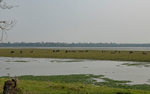 Buffaloes