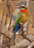 Whitefronted Bee-eater by the Chobe River Botswana