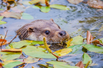 european otter lutra lutra-28