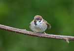 Tree Sparrow
