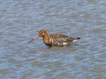 Black-tailed Godwit