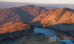 Red Rhinogs