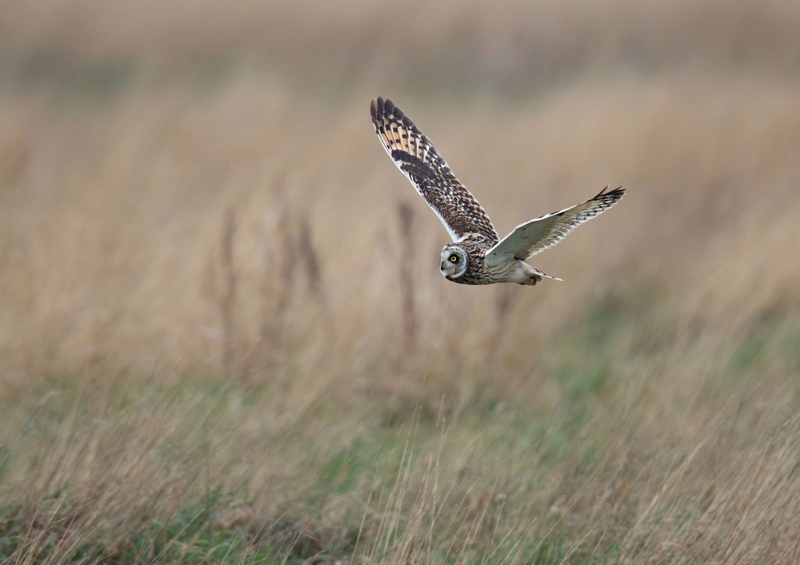 Short Eared Owl