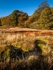 Rocher Bog