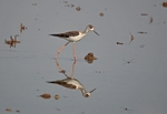 Black-winged Stilt