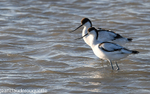 Couple d'avocettes