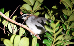 Black-headed batis