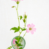 Crane's-bill