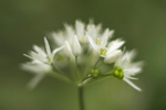 wild garlic, Marl Hall Woods