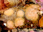 Escharoides coccinea