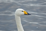 Whooper Swan
