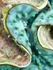 Large Clam