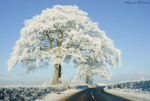 The Ice Tree