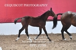 BPP_2196