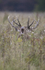 _H5X8510 Red Deer "Rut" 2015