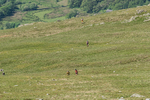 Duddon Short-1