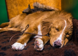 Crufts 2017 portfolio