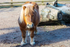 Shetland Pony - DSC_0896