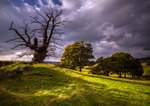 White Leaved Oak 8