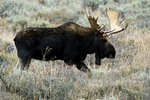 The Gros Ventre Boss_2883