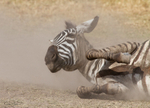 Dusty Zebra 1