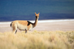 Adult Vicuna above Lake Miscanti, Chile