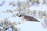 American Badger in deep snow, Yellowstone National Park