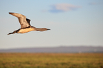Red-throated Diver flight shot, Floi, Iceland
