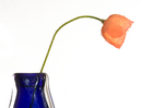 POPPY AND BLUE VASE