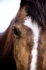 Horses Face