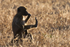 Baboon Pondering Life