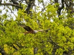 Red Kite