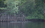 Nil crocodile