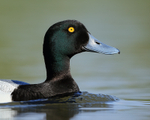 Scaup (male) close, Iceland