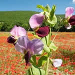 Wild Pea (Pisum sativum) 