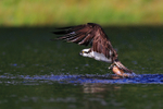 Osprey lifting off from the water with a fish