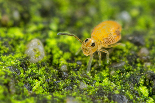 The "novel" Katiannid springtail currently designated [i]Katiannidae genus nov.1 sp. nov.[/i]. On a wall, Staffordshi…