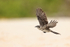 Espanola Mockingbird flying, wings up, Gardner Bay, Galapagos