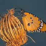 Plain tiger (Danaus chrysippus)