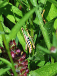 Meadow Grasshopper