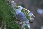 Kittiwake