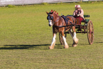 One horse and cart 10. 0A3A9538