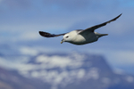 Fulmar flying close behind boat, Breiddalsvik, Iceland