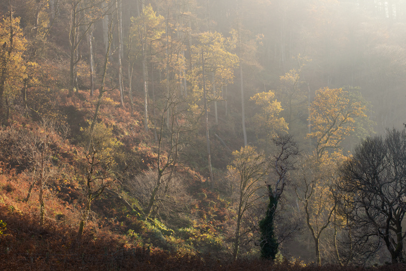 The Golden Glen