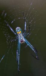 AnimalsCreatures _0100