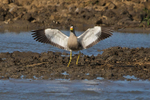 African Wattled Lapwing landing on a mud bank